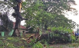 Pohon Tumbang di Jl. Ahmad Yani Solo Sempat Bikin Macet