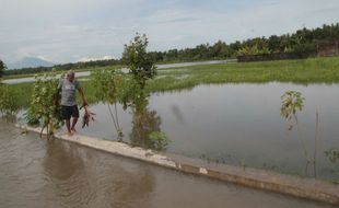 PERTANIAN BANTUL : 13.000 Hektare Lahan Hijau Sulit Terpenuhi