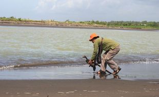 Buaya Nyasar di Muara Opak Belum Ditemukan, BPBD Pasang Perangkap