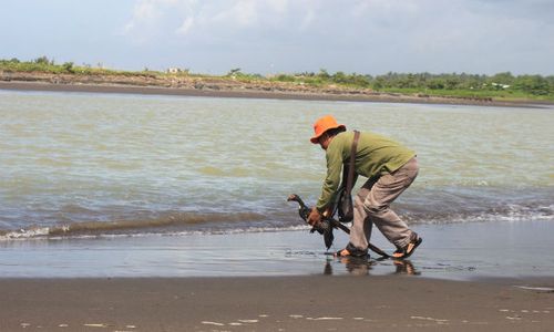 Buaya Nyasar di Muara Opak Membuat Warga Ketakutan