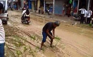 JALAN RUSAK KENDAL : Tanam Padi di Jalan, Foto Pria ini Jadi Viral