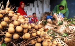 FOTO BUAH LOKAL : Kelengkeng Bandungan Bukan Favorit