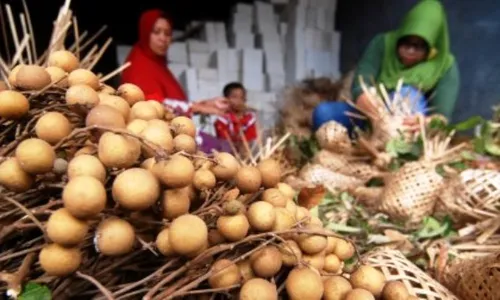 PERTANIAN SEMARANG : Pedagang Buah Bandungan Terpaksa Jual Kelengkeng Impor dari Thailand