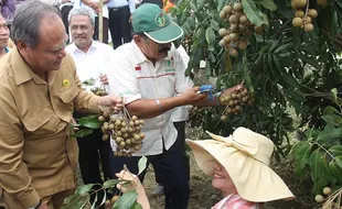 PERTANIAN KULONPROGO : Kelengkeng Potensi Agrowisata Kalibawang