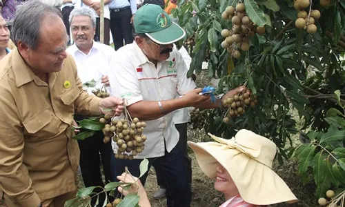 PERTANIAN KULONPROGO : Kelengkeng Potensi Agrowisata Kalibawang