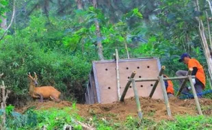 Selamatkan Satwa Langka, Pemkab Ponorogo Didesak Bangun Penangkaran Burung Merak