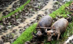 FOTO PERTANIAN JATENG : Kerbau Masih Bajak Sawah di Bawen