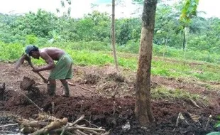 PERTANIAN KARANGANYAR : Harga Singkong Terjun Bebas, Petani Jumapolo Menjerit