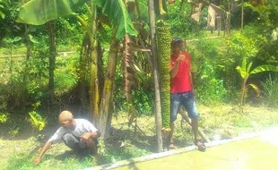 KISAH UNIK : Pohon Pisang Bertandan 2 Meter di Sragen Jadi Buruan Penggemar Selfie