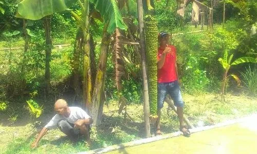 KISAH UNIK : Pohon Pisang Bertandan 2 Meter di Sragen Jadi Buruan Penggemar Selfie