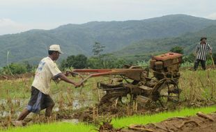 PERTANIAN BANTUL : Cegah Gagal Panen, Setiap Desa Diberi Pedoman Tanam