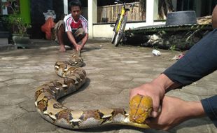 SATWA LIAR : Ular Sanca Ditemukan, Ini Saran Pemerhati Reptil