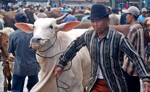 FOTO PETERNAKAN JATENG : Pembeli Sapi Turun 30%-50%