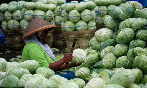 FOTO HARGA KEBUTUHAN POKOK : Harga Kubis Getasan Merosot