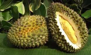 WISATA KLATEN : 850 Durian Gratis untuk Umum di Festival Durian Randulanang Jatinom