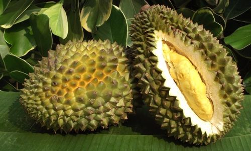 Ini 5 Daerah Penghasil Durian Terbanyak di Jateng pada Tahun 2022