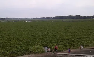 Ini Dampak Waduk Cengklik Boyolali Jadi Hamparan Eceng Gondok