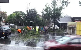 ANGIN KENCANG KARANGANYAR : Lisus Tumbangkan Pohon di Jl. Adisucipto Colomadu