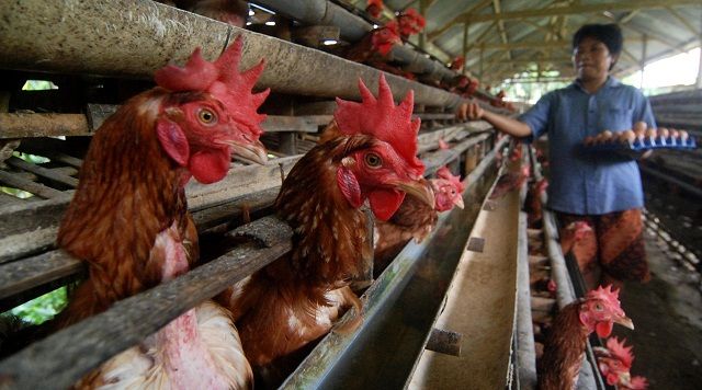 Pensiun Dini Ayam, Antara Solusi dan Biang Kerok Mahalnya Harga Telur