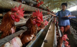 Pensiun Dini Ayam, Antara Solusi dan Biang Kerok Mahalnya Harga Telur