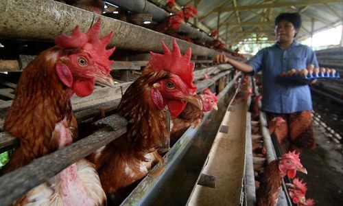 Pensiun Dini Ayam, Antara Solusi dan Biang Kerok Mahalnya Harga Telur