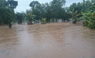 BANJIR BOYOLALI : Terendam Air, 5 Hektare Tanaman Padi Andong Gagal Panen