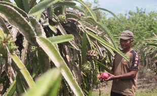 PERTANIAN BANTUL : Curah Hujan Tinggi, Petani Buah Naga Ketar-ketir