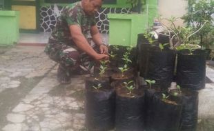 Anggota Koramil Sukorejo Ponorogo Tanam Cabai di Pekarangan