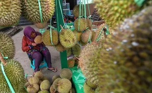 FOTO PERKEBUNAN SEMARANG : Durian Brongkol Naik Harga 100%