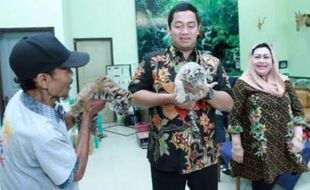 KEBUN BINATANG SEMARANG : Pak Wali Sudah Jenguk Bayi Harimau Bonbin Mangkang, Kamu Kapan?