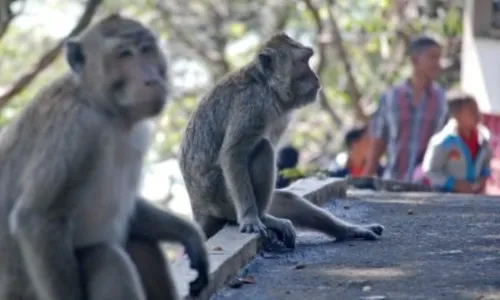 SATWA LIAR SUKOHARJO : Serangan Kera Liar Mengganas di Batu Seribu Sepekan Terakhir