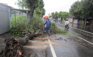 ANGIN KENCANG KARANGANYAR : Lisus Robohkan Baliho dan Pohon di Jl. Adisucipto Colomadu