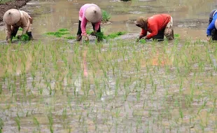 PERTANIAN KUDUS : Petani Penggarap di Kudus Juga Berhak Kantongi Kartu Tani