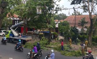 Inilah Cara Semarang Antisipasi Pohon Tumbang