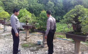 PENCURIAN WONOGIRI : Curi Bonsai di Slogohimo, 3 Warga Solo Diringkus