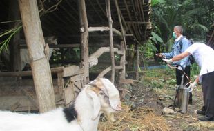 Petugas Semprot Desinfektan di Lokasi Kambing Mati Mendadak