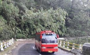 Awas, Pohon Nyaris Tumbang Bahayakan Pengguna Jalur SSB Boyolali