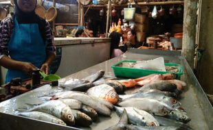 PERIKANAN KULONPROGO : Ikan Laut Langka, Pedagang Sediakan Ikan Tawar