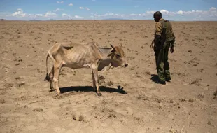 Kemarau Parah di Kenya Jadi Bencana Nasional