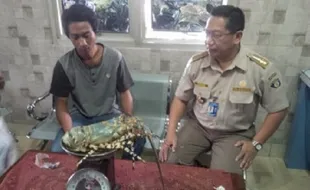 PENYELUNDUPAN HEWAN SEMARANG : Pengiriman Lobster Bertelur via Bandara Ahmad Yani Digagalkan