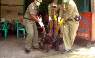 Muntah-Muntah, Orang Gila Dilarikan ke RS Sragen