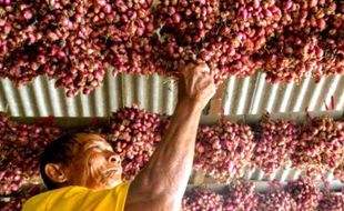 FOTO PERTANIAN JATENG : Petani Hindari Tanam Bawang Merah