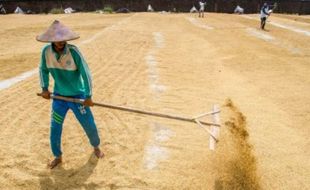 Petani Jatim Diprediksi Panen 1,4 Juta Ton Gabah pada Februari 2018