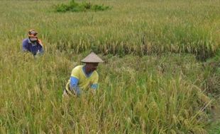 PERTANIAN SUKOHARJO : Harga Gabah Anjlok dari Rp4.200/Kg Jadi Rp3.400/Kg