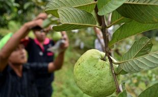 FOTO PERTANIAN JATENG : Jambu Kristal Dibudidayakan di Gunungpati