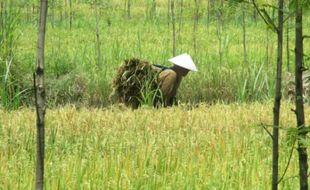 Alih Fungsi Lahan Pertanian di Gunungkidul Masih Terkendali