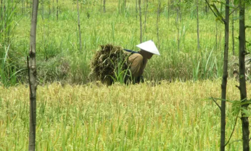 Pemda DIY Kesulitan Entaskan Desa Rawan Pangan