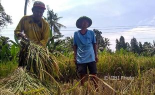 Harga Beras Rendah, Petani Bantul Pilih Simpan Hasil Panen