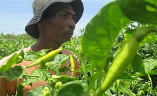 Harga Cabai Tinggi, Petani Panen Dini