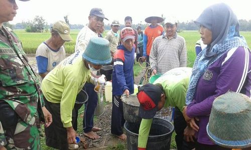 PERTANIAN PONOROGO : Berantas Wereng, Petani Bungkal Lakukan Penyemprotan Serentak